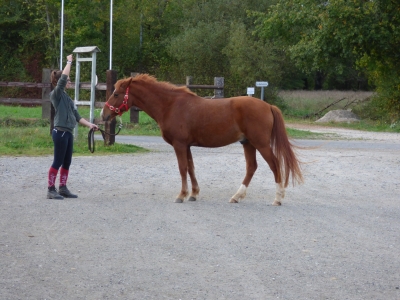 BOUM DE PRERE - PONEY D'INSTRUCTION